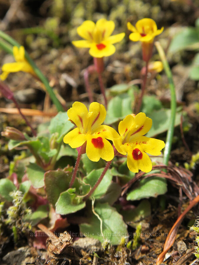 chickweed monkeyflower (Erythranthe alsinoides (Mimulus alsinoides)) [Horse Rock Ridge, Linn County, Oregon]