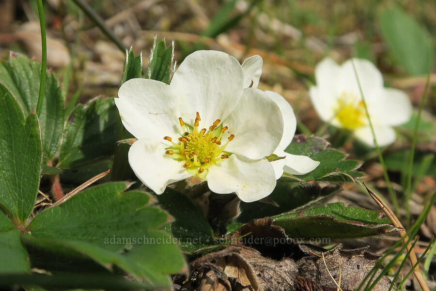 blue-leaf strawberry flower (Fragaria virginiana) [Horse Rock Ridge, Linn County, Oregon]