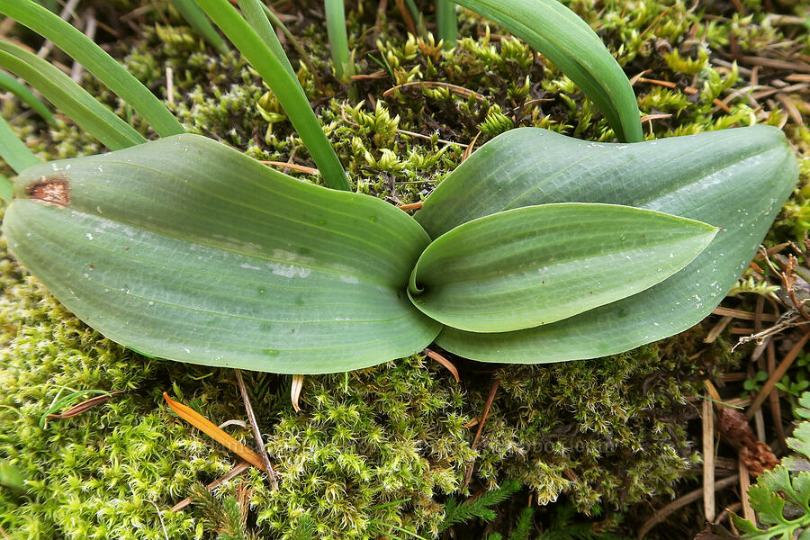 orchid leaves (Platanthera sp. (Piperia sp.)) [Horse Rock Ridge, Linn County, Oregon]