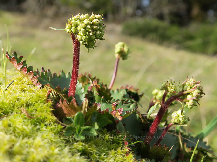rusty-hair saxifrage, budding (Micranthes rufidula (Saxifraga occidentalis ssp. rufidula)) [Horse Rock Ridge, Linn County, Oregon]