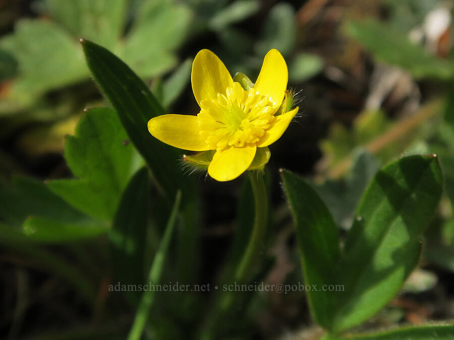 western buttercup (Ranunculus occidentalis) [Horse Rock Ridge, Linn County, Oregon]