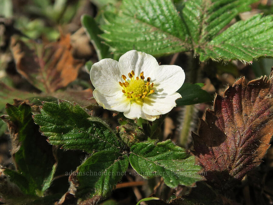 woodland strawberry flower (Fragaria vesca) [Horse Rock Ridge, Linn County, Oregon]