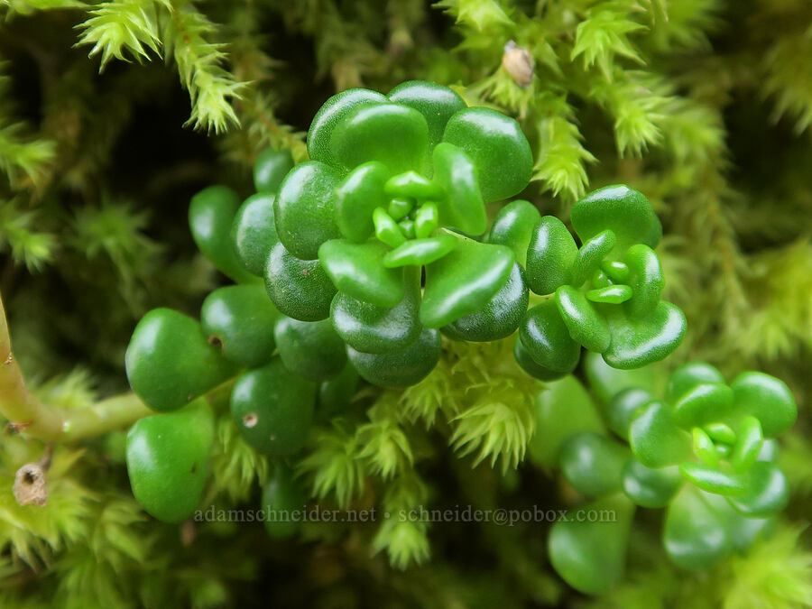 Oregon stonecrop leaves (Sedum oreganum) [Horse Rock Ridge, Linn County, Oregon]