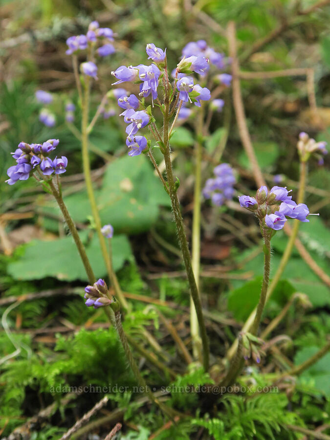 snow-queen (Synthyris reniformis (Veronica regina-nivalis)) [Horse Rock Ridge, Linn County, Oregon]