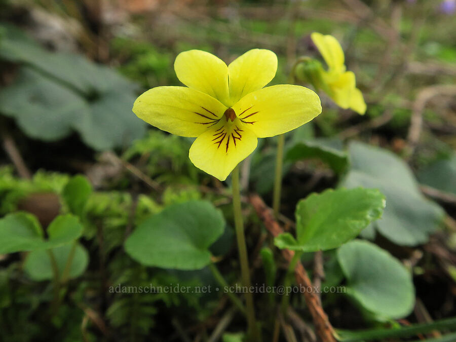 evergreen violets (Viola sempervirens) [Horse Rock Ridge, Linn County, Oregon]
