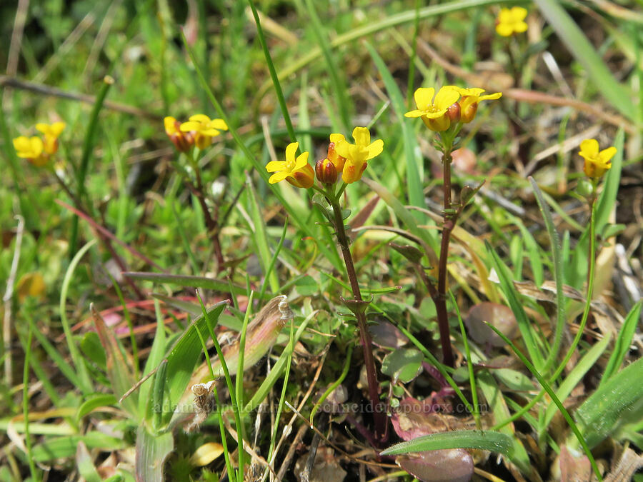 American winter-cress (Barbarea orthoceras) [Horse Rock Ridge, Linn County, Oregon]