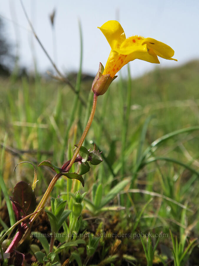 little-leaf monkeyflower (Erythranthe microphylla (Mimulus microphyllus)) [Horse Rock Ridge, Linn County, Oregon]