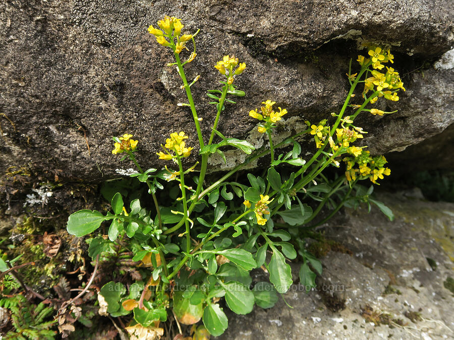 big winter-cress (Barbarea orthoceras) [Horse Rock Ridge, Linn County, Oregon]