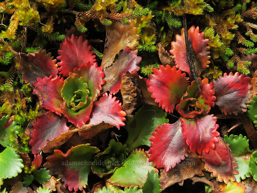 rusty-hair saxifrage (Micranthes rufidula (Saxifraga occidentalis ssp. rufidula)) [Horse Rock Ridge, Linn County, Oregon]