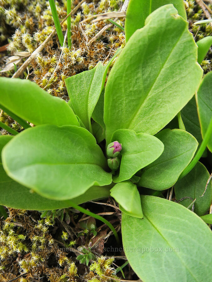few-flowered shooting star, budding (Dodecatheon pulchellum (Primula pauciflora)) [Horse Rock Ridge, Linn County, Oregon]