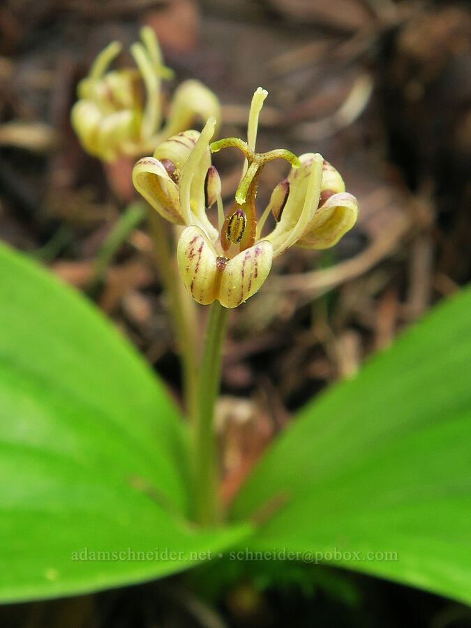 Oregon fetid adder's-tongue (Scoliopus hallii) [Cascadia State Park, Linn County, Oregon]
