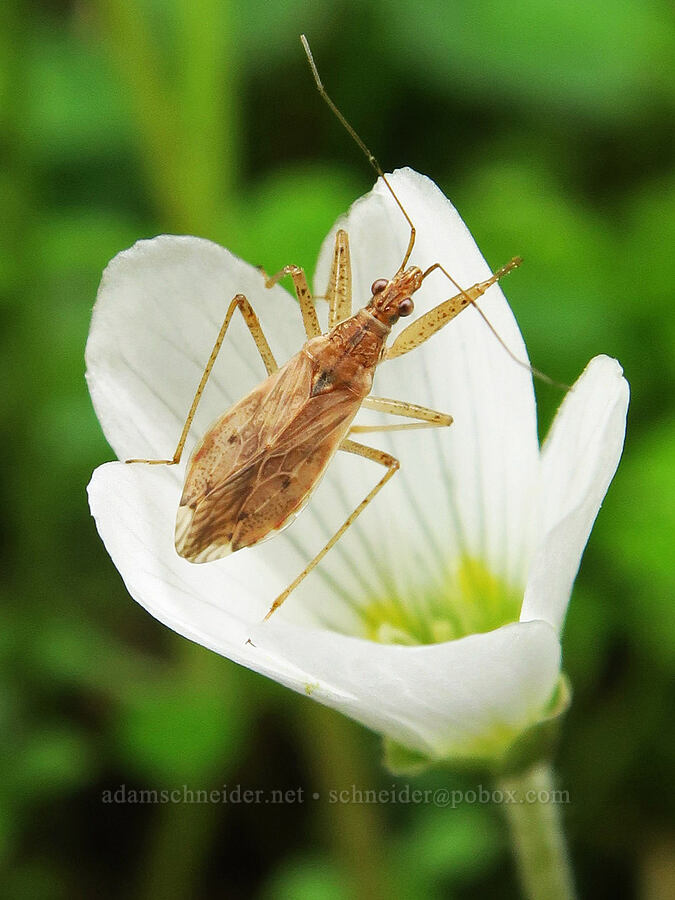 damsel bug in redwood sorrel flower (Nabis rufusculus, Oxalis oregana) [Cascadia State Park, Linn County, Oregon]