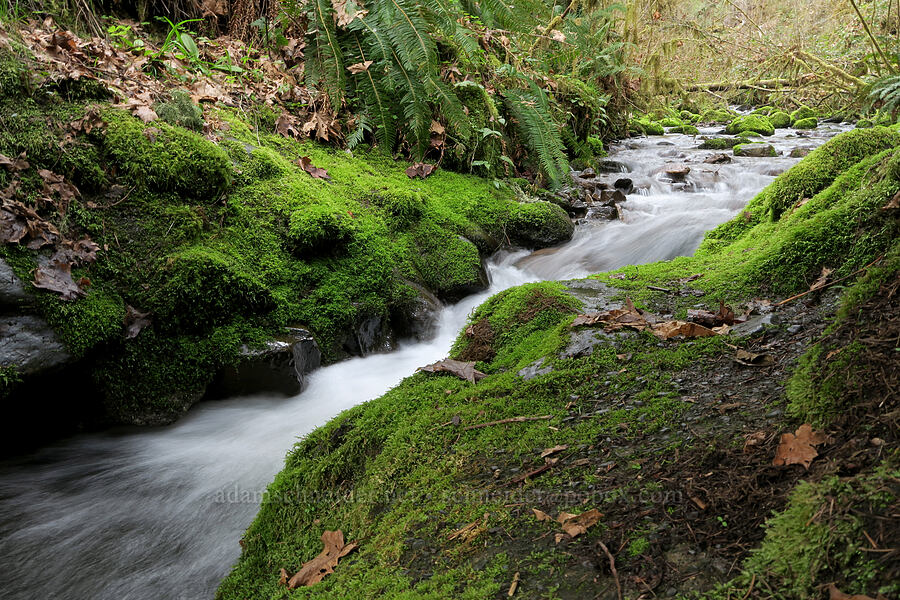 Soda Creek [Cascadia State Park, Linn County, Oregon]