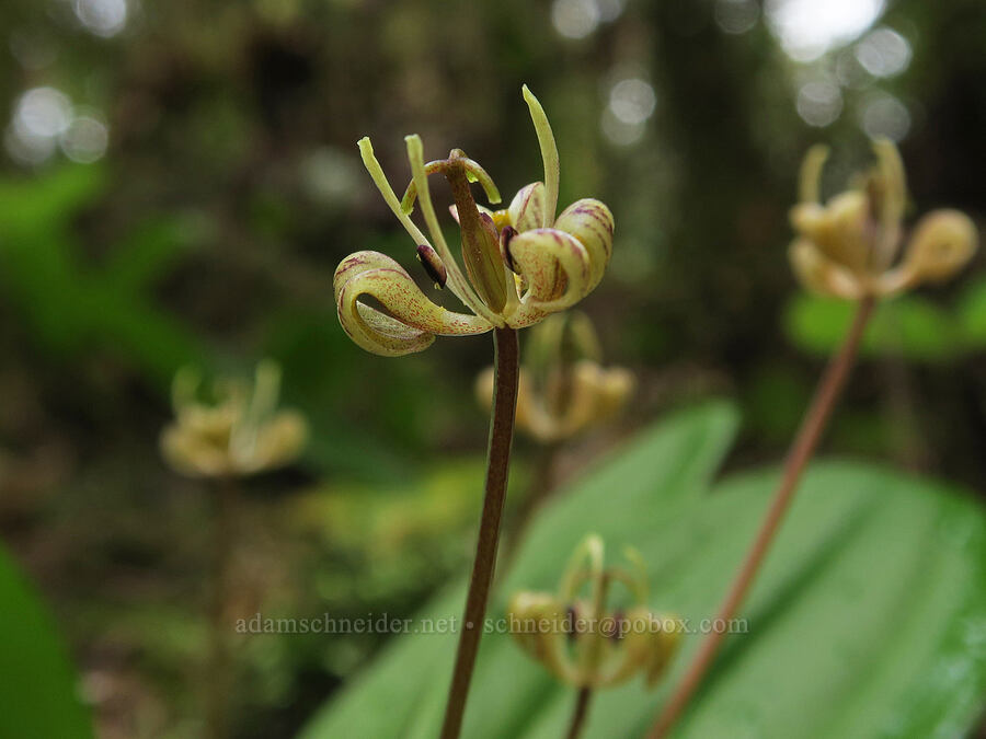 Oregon fetid adder's-tongue (Scoliopus hallii) [Cascadia State Park, Linn County, Oregon]