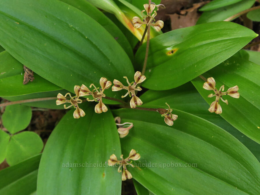 Oregon fetid adder's-tongue (Scoliopus hallii) [Cascadia State Park, Linn County, Oregon]