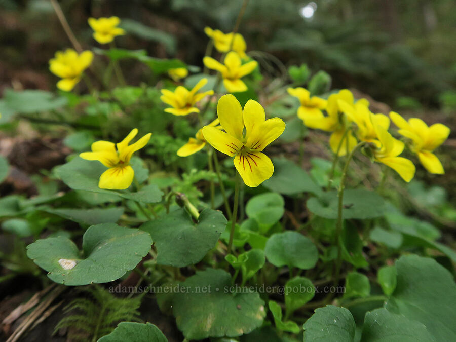 evergreen violets (Viola sempervirens) [Cascadia State Park, Linn County, Oregon]