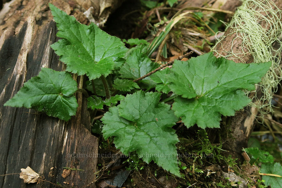 diploid piggy-back plant (Tolmiea diplomenziesii) [Cascadia State Park, Linn County, Oregon]
