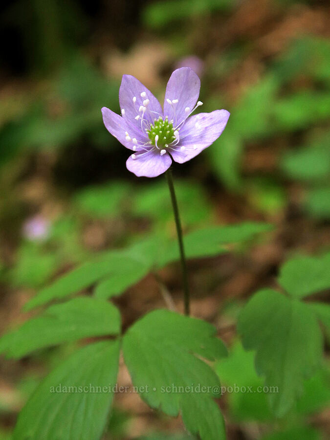 Lyall's anemone (Anemone lyallii (Anemonoides grayi)) [Cascadia State Park, Linn County, Oregon]