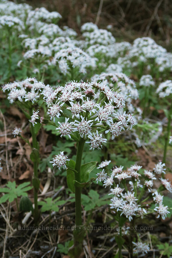 roadside colt's-foot (Petasites frigidus var. palmatus) [U.S. Highway 20, Linn County, Oregon]