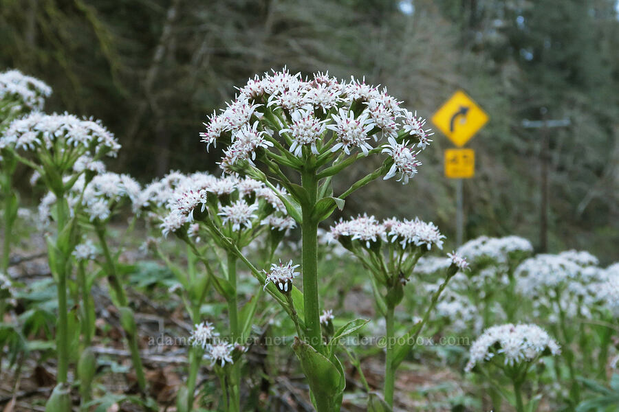 roadside colt's-foot (Petasites frigidus var. palmatus) [U.S. Highway 20, Linn County, Oregon]