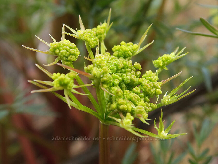 fern-leaf desert parsley (Lomatium multifidum (Lomatium dissectum var. multifidum)) [BLM Criterion Tract, Wasco County, Oregon]