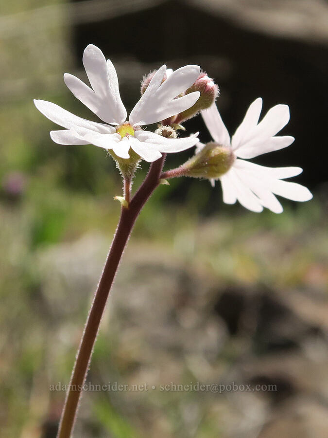 prairie stars (Lithophragma parviflorum) [BLM Criterion Tract, Wasco County, Oregon]