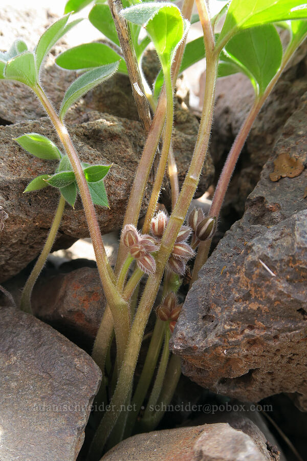 ball-head waterleaf, budding (Hydrophyllum alpestre (Hydrophyllum capitatum var. alpinum)) [BLM Criterion Tract, Wasco County, Oregon]