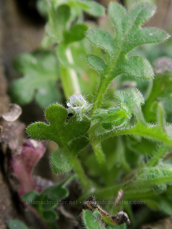 meadow nemophila (Nemophila pedunculata) [BLM Criterion Tract, Wasco County, Oregon]