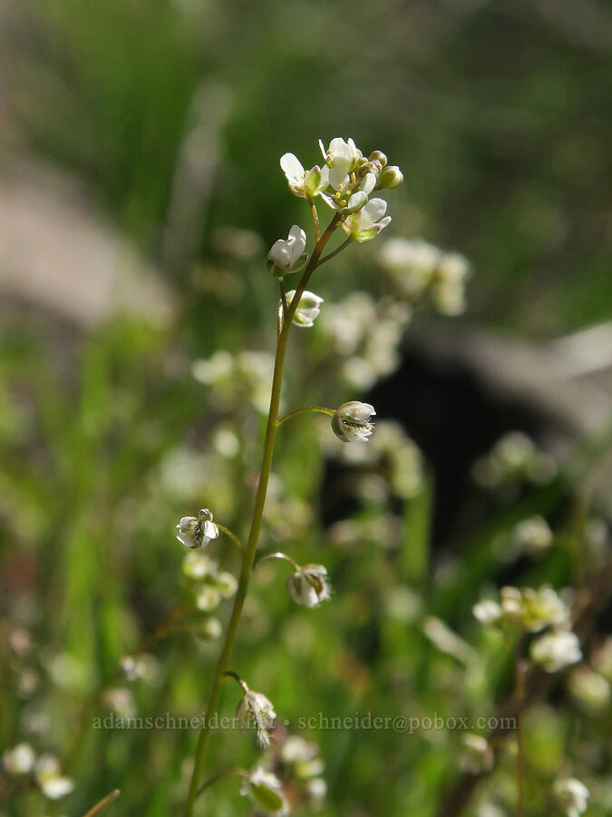 fringe-pod flowers (Thysanocarpus curvipes) [BLM Criterion Tract, Wasco County, Oregon]