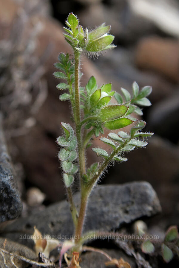 annual Jacob's-ladder (Polemonium micranthum) [BLM Criterion Tract, Wasco County, Oregon]