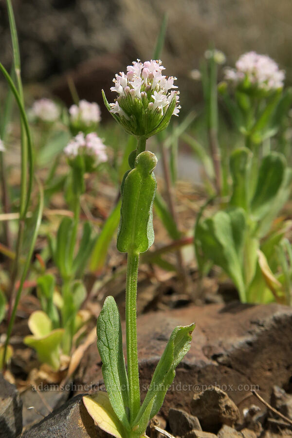 white plectritis (Plectritis macrocera) [BLM Criterion Tract, Wasco County, Oregon]