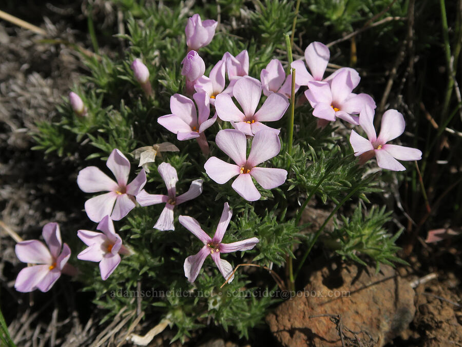Douglas' phlox (Phlox douglasii (Phlox caespitosa)) [BLM Criterion Tract, Wasco County, Oregon]