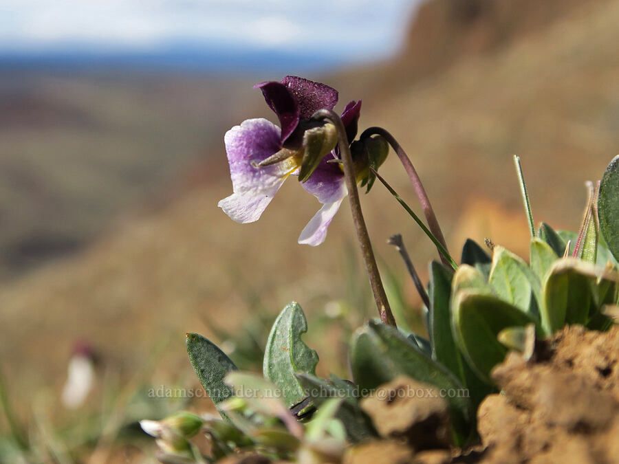 sagebrush violets (Viola trinervata) [BLM Criterion Tract, Wasco County, Oregon]
