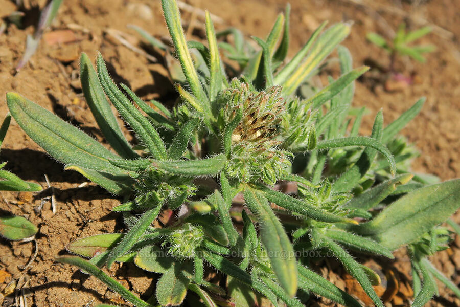 thread-leaf phacelia, budding (Phacelia linearis) [BLM Criterion Tract, Wasco County, Oregon]