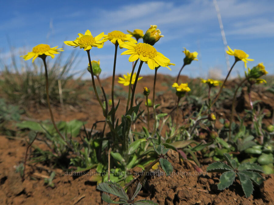 gold stars (Crocidium multicaule) [BLM Criterion Tract, Wasco County, Oregon]