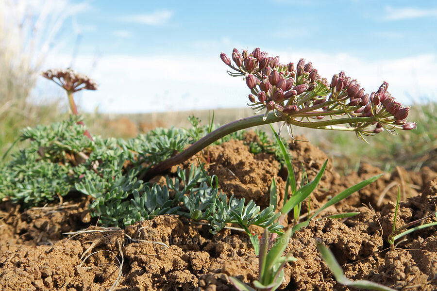 Canby's desert parsley, going to seed (Lomatium canbyi (Cogswellia canbyi)) [BLM Criterion Tract, Wasco County, Oregon]