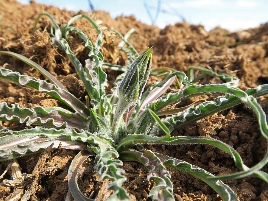 false agoseris, budding (Nothocalais troximoides (Microseris troximoides)) [BLM Criterion Tract, Wasco County, Oregon]
