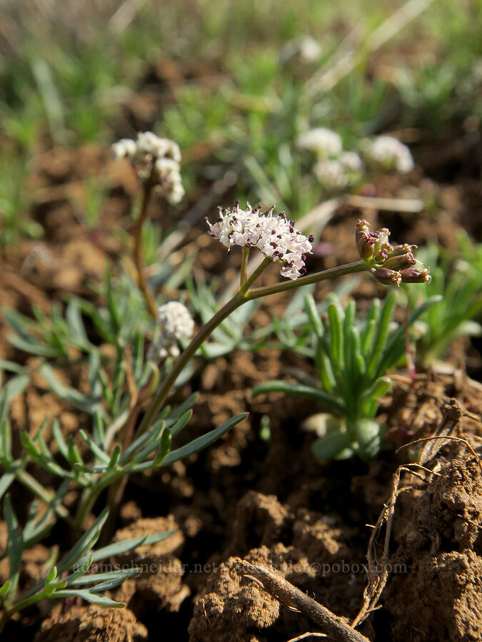 Piper's desert parsley (Lomatium piperi) [BLM Criterion Tract, Wasco County, Oregon]