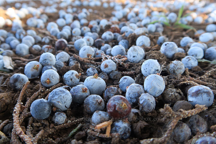 juniper berries (Juniperus occidentalis) [BLM Criterion Tract, Wasco County, Oregon]