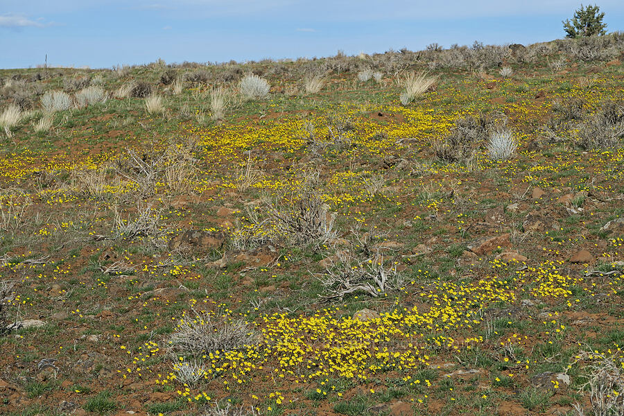 gold stars (Crocidium multicaule) [BLM Criterion Tract, Wasco County, Oregon]