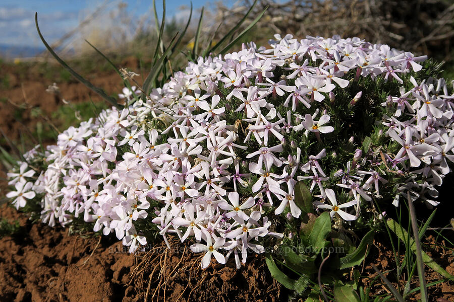 Douglas' phlox (Phlox douglasii (Phlox caespitosa)) [BLM Criterion Tract, Wasco County, Oregon]