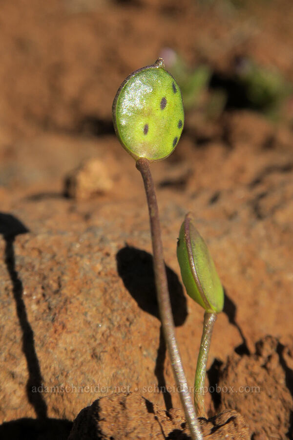 scale-pod pods (Idahoa scapigera) [BLM Criterion Tract, Wasco County, Oregon]
