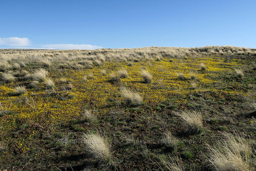 gold stars (Crocidium multicaule) [BLM Criterion Tract, Wasco County, Oregon]