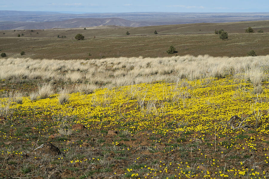 gold stars (Crocidium multicaule) [BLM Criterion Tract, Wasco County, Oregon]