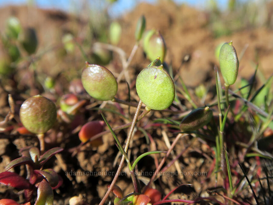 scale-pod pods (Idahoa scapigera) [BLM Criterion Tract, Wasco County, Oregon]