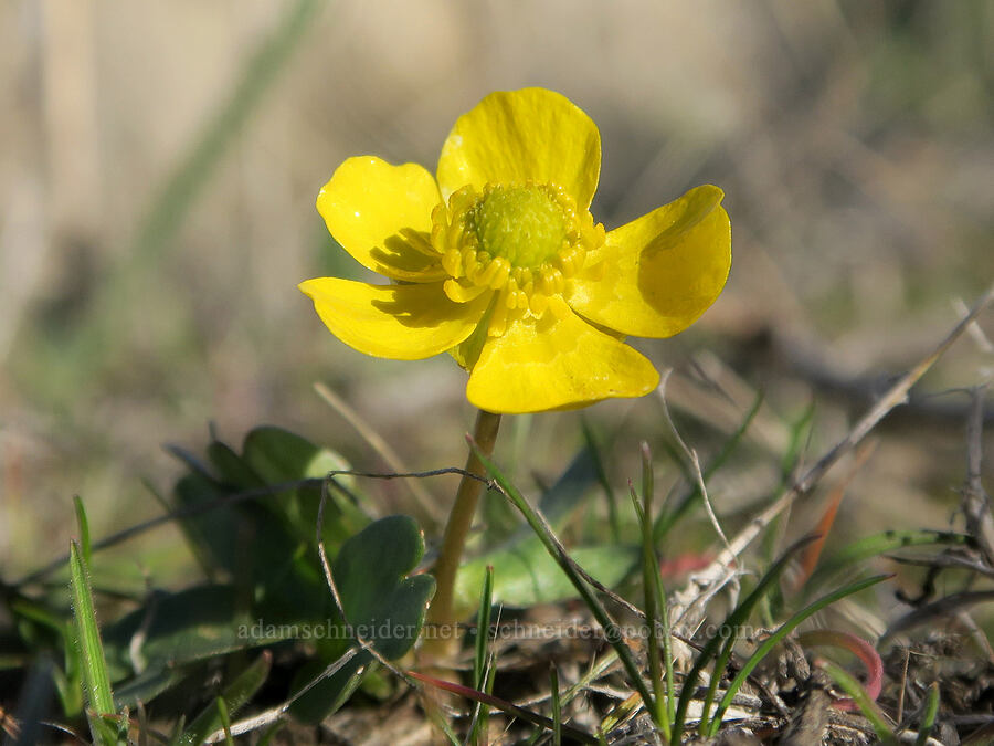 sagebrush buttercup (Ranunculus glaberrimus var. glaberrimus) [BLM Criterion Tract, Wasco County, Oregon]