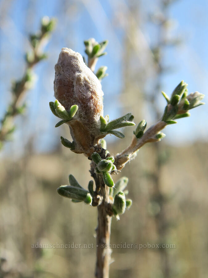 twirler moth gall on spineless horse-brush (Scrobipalpopsis tetradymiella, Tetradymia canescens) [BLM Criterion Tract, Wasco County, Oregon]