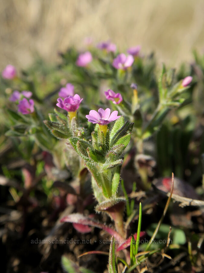 slender phlox (Microsteris gracilis (Phlox gracilis)) [BLM Criterion Tract, Wasco County, Oregon]