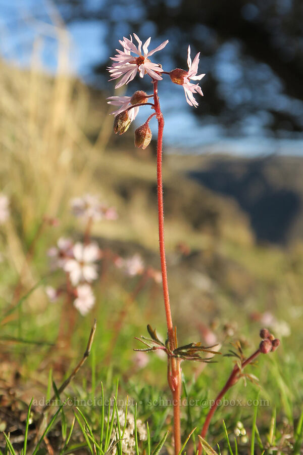 prairie stars (Lithophragma glabrum) [BLM Criterion Tract, Wasco County, Oregon]