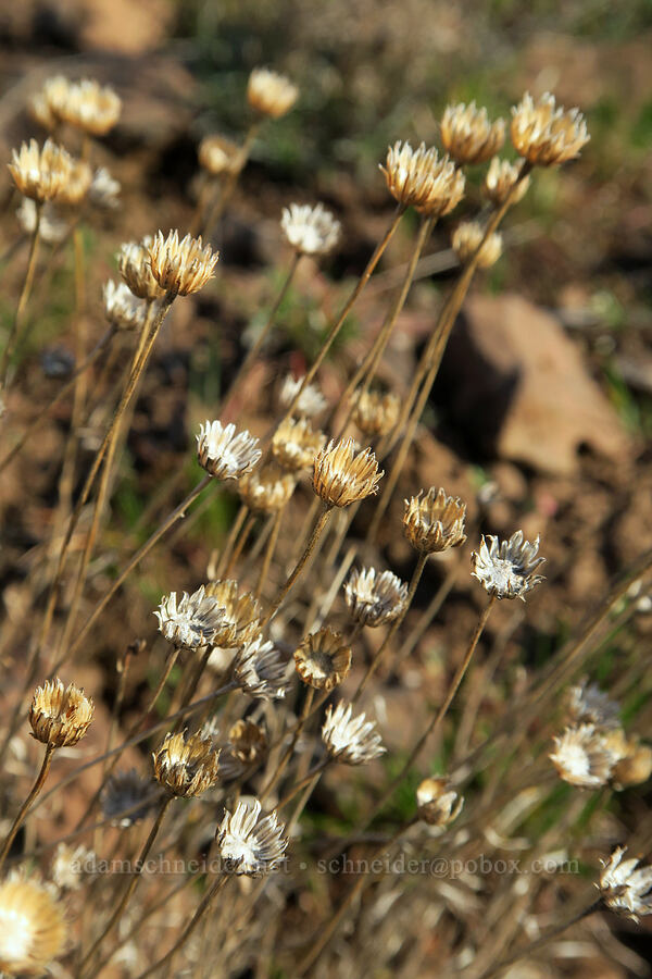 last year's desert yellow fleabane heads (Erigeron linearis) [BLM Criterion Tract, Wasco County, Oregon]